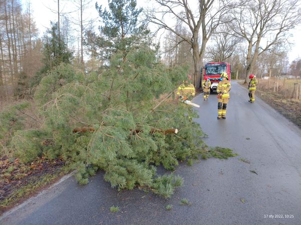 Poniedziałek, 17 stycznia, godz. 10.08 - zastęp z OSP Orzysz zadysponowany do usunięcia drzewa powalonego na drogę Okartowo - Nowe Guty.