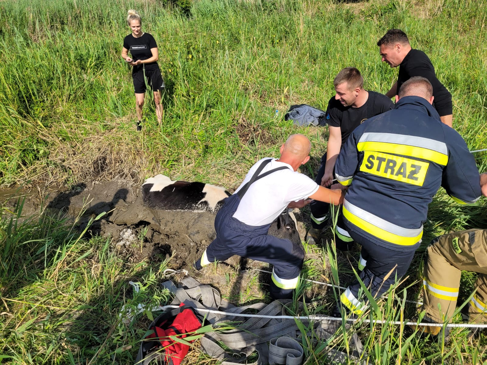 Strażacy OSP Orzysz uratowali krowę tonącą w bagnie w miejscowości Ogródek